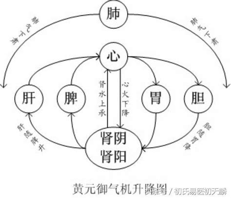 五臟六腑位置圖|你知道五臟六腑在你身體的哪個位置嗎？它們又起著怎。